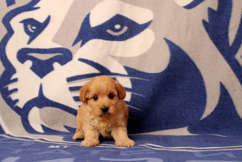 puppy, for, sale, Mini  Goldendoodle, Matthew B. Stoltzfus, dog, breeder, Gap, PA, dog-breeder, puppy-for-sale, forsale, nearby, find, puppyfind, locator, puppylocator, aca